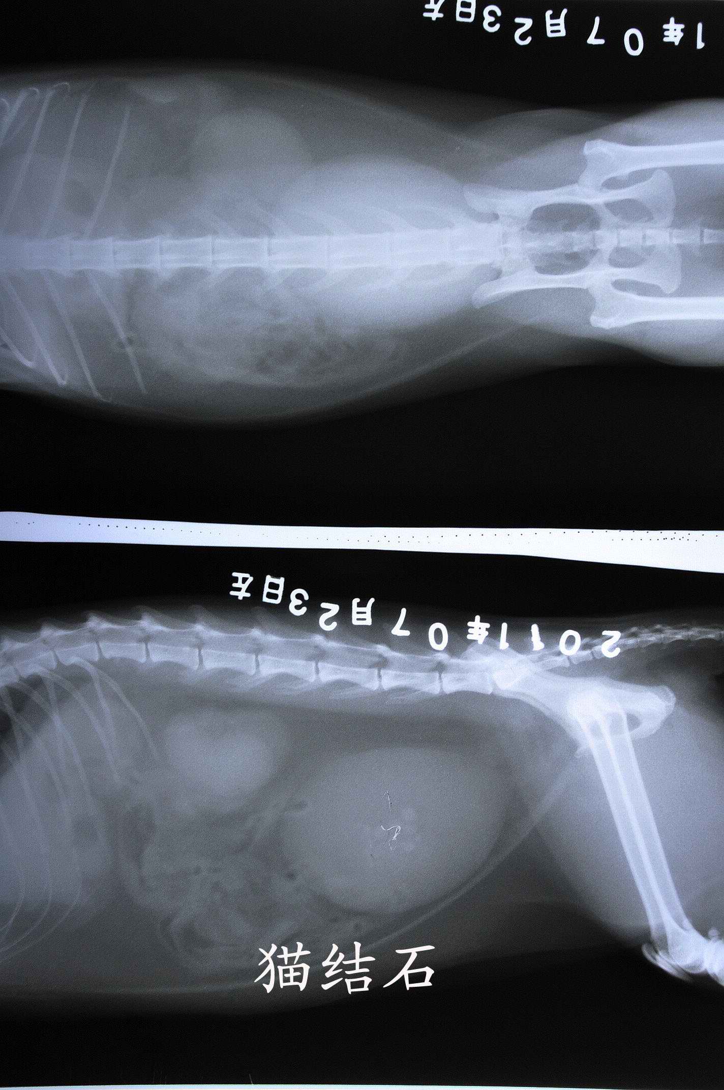 宠物X光机